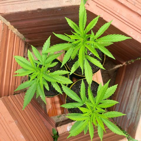 hybrid colombian growlog photo: Plantas lindas e saudáveis