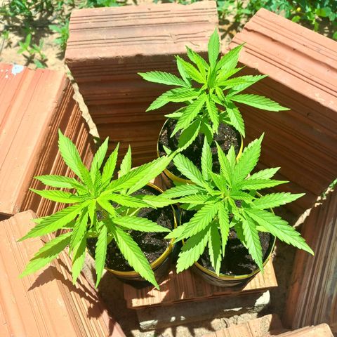 hybrid colombian growlog photo: Feliz ano novo