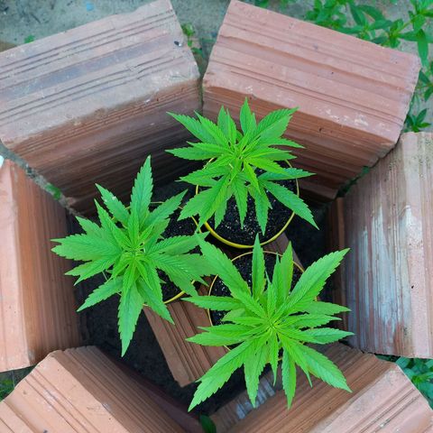 hybrid colombian growlog photo: Elas estão assim