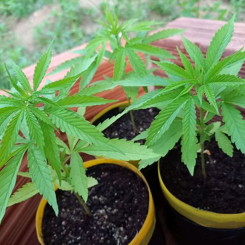 hybrid colombian growlog photo: Lindas
