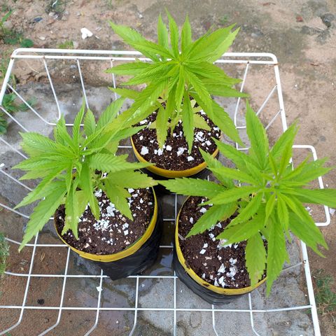 hybrid colombian growlog timeline photo