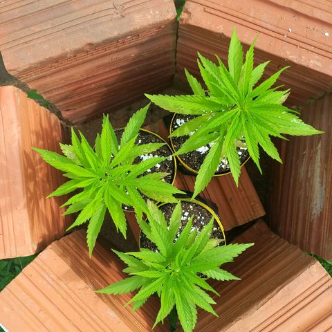 hybrid colombian growlog photo: Lindas