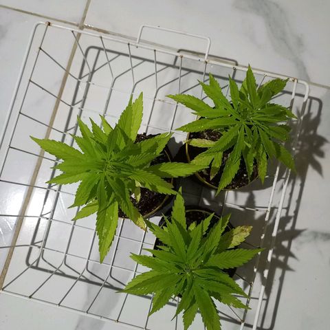 hybrid colombian growlog photo: Estão em um bom desenvolvimento, as primeiras folhas que nasceram já começaram a secar e as novas estão super saudáveis