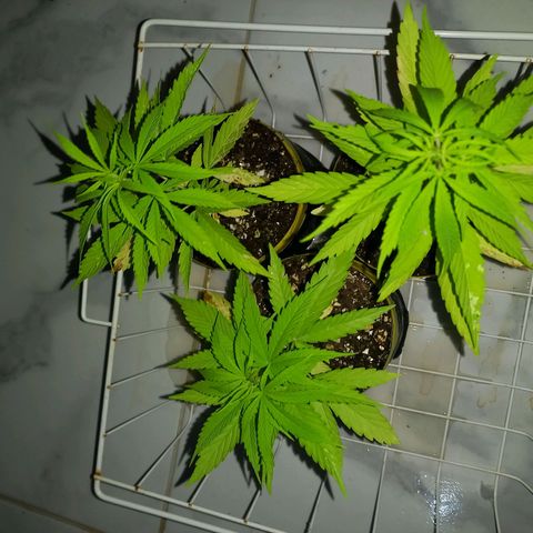 hybrid colombian growlog timeline photo