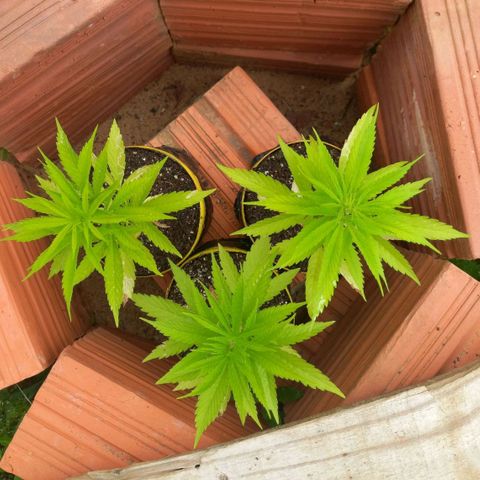 hybrid colombian growlog timeline photo
