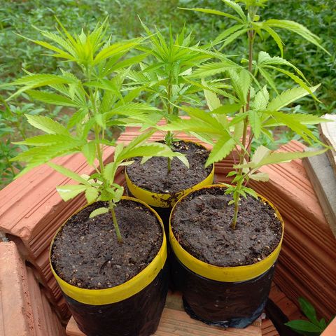 hybrid colombian growlog photo: Estive muito ocupado por três dias e acabei não conseguindo acompanhar as plantas, elas ficaram sem rega e sem nutrientes, cortei as folhas secas e controlei a situação delas para que possam se regenerar 
