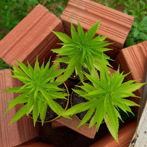 hybrid colombian growlog timeline photo