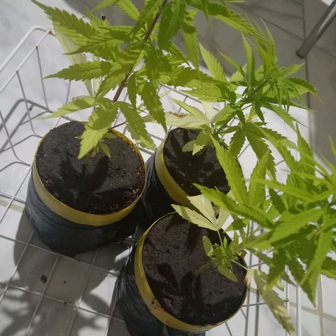 hybrid colombian growlog photo: Fertilizante começou fazer efeito 