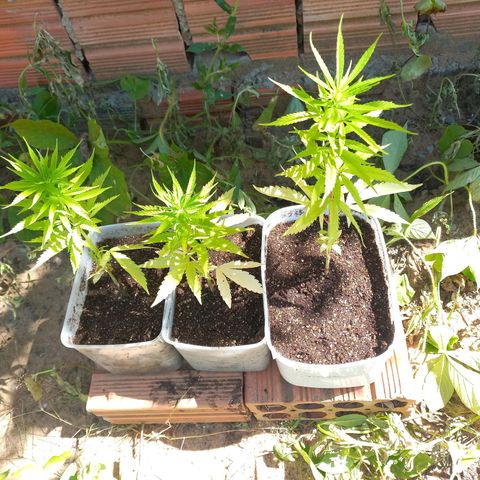 hybrid colombian growlog photo: Eu estava viajando mas minha namorada cuidou delas para mim.