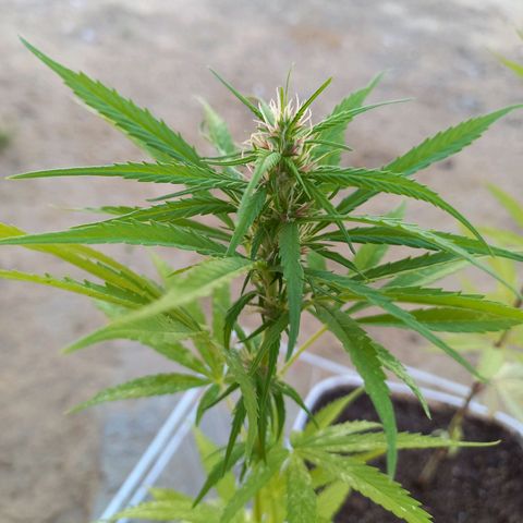 hybrid colombian growlog photo: Fêmea, purple colombian 