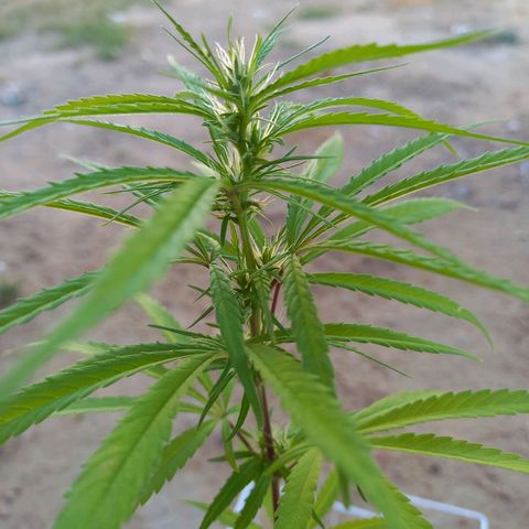 hybrid colombian growlog photo: Fêmea, comum colombian 
