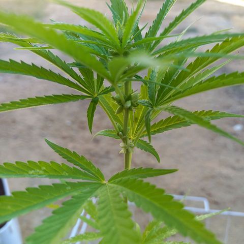 hybrid colombian growlog photo: Macho purple 