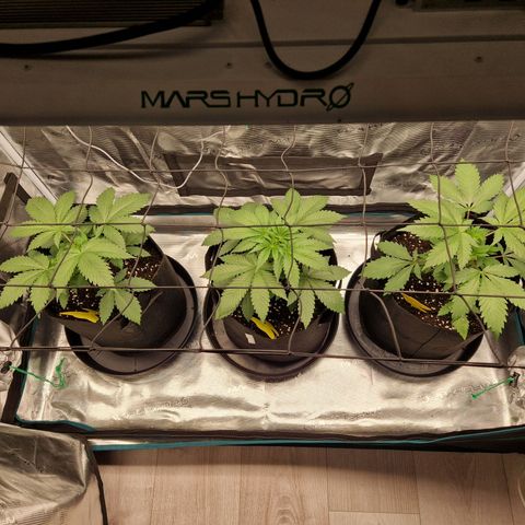 Wedding Gelato growlog timeline photo
