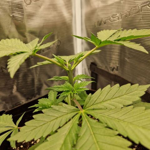 Wedding Gelato growlog timeline photo