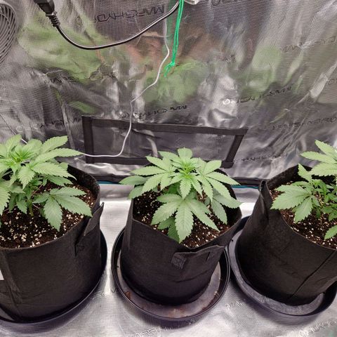 Wedding Gelato growlog timeline photo
