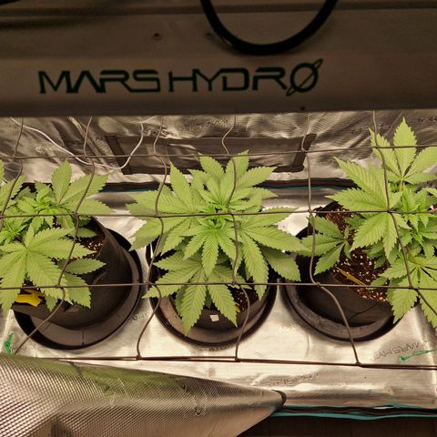Wedding Gelato growlog timeline photo