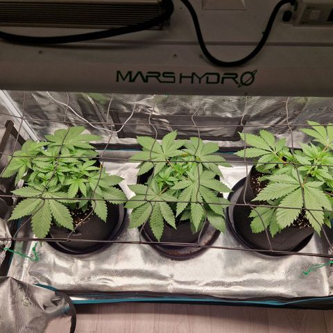 Wedding Gelato growlog timeline photo