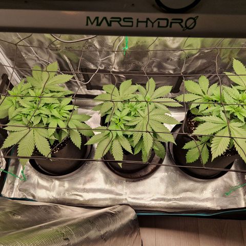 Wedding Gelato growlog timeline photo