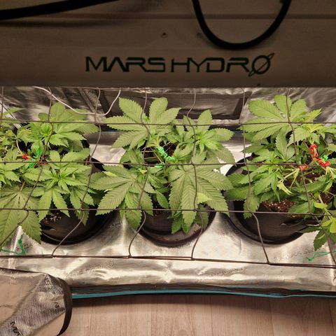 Wedding Gelato growlog timeline photo