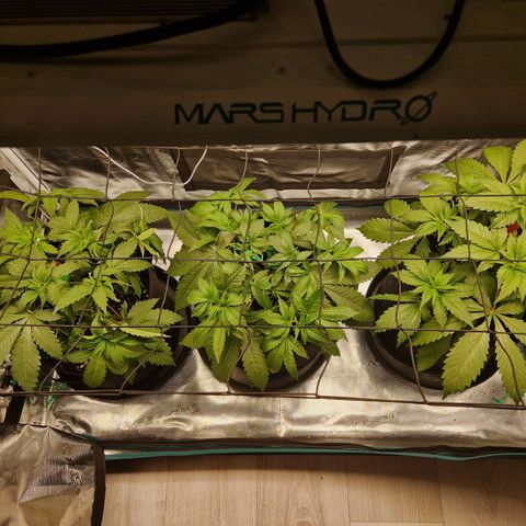 Wedding Gelato growlog timeline photo