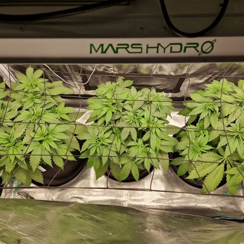 Wedding Gelato growlog timeline photo