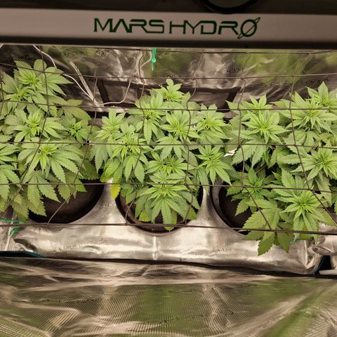 Wedding Gelato growlog timeline photo