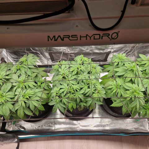 Wedding Gelato growlog timeline photo