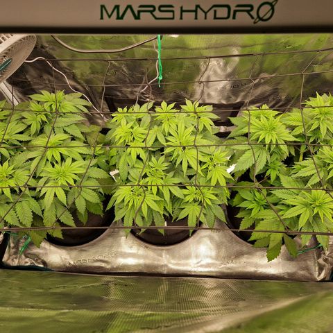Wedding Gelato growlog timeline photo