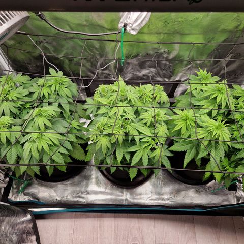 Wedding Gelato growlog timeline photo