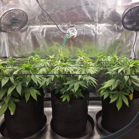 Wedding Gelato growlog timeline photo