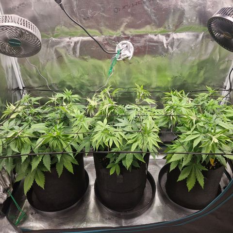Wedding Gelato growlog timeline photo