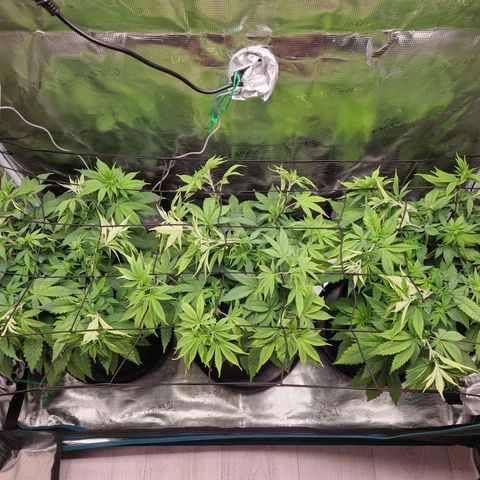 Wedding Gelato growlog timeline photo