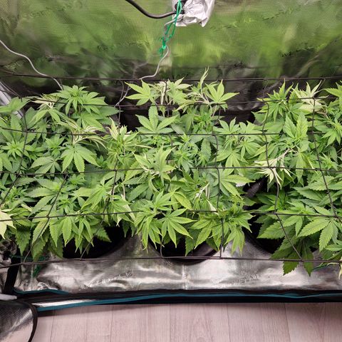 Wedding Gelato growlog timeline photo