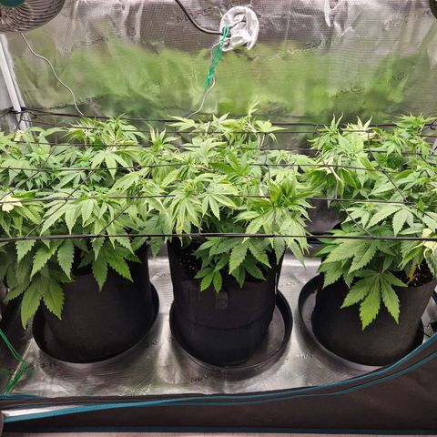 Wedding Gelato growlog timeline photo