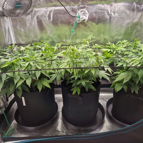 Wedding Gelato growlog timeline photo
