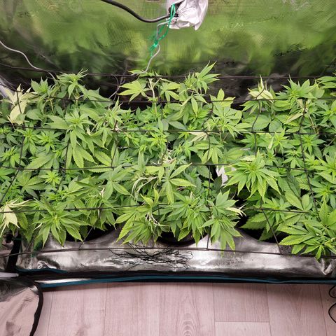 Wedding Gelato growlog timeline photo