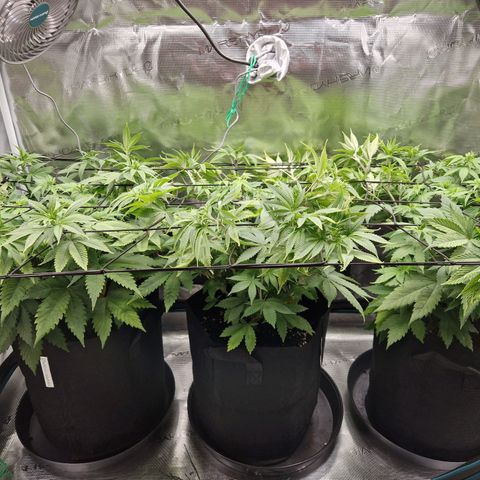 Wedding Gelato growlog timeline photo