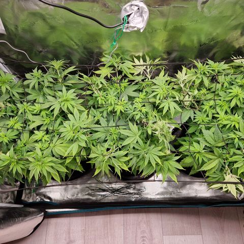 Wedding Gelato growlog timeline photo