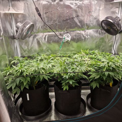 Wedding Gelato growlog timeline photo