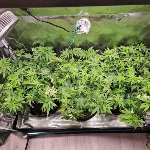 Wedding Gelato growlog timeline photo