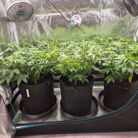 Wedding Gelato growlog timeline photo