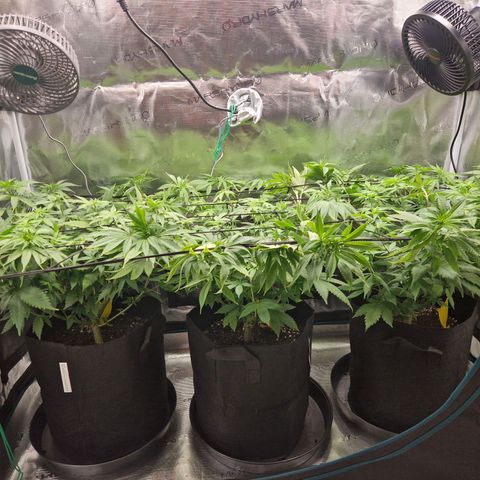 Wedding Gelato growlog timeline photo