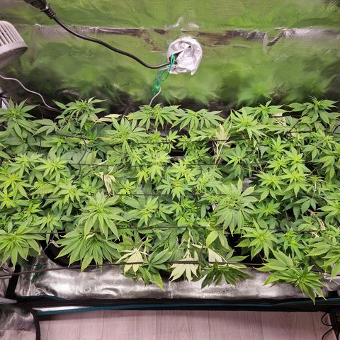 Wedding Gelato growlog timeline photo