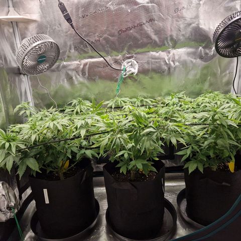 Wedding Gelato growlog timeline photo