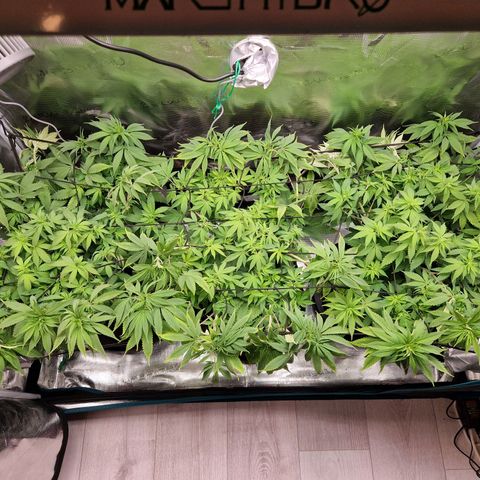 Wedding Gelato growlog timeline photo