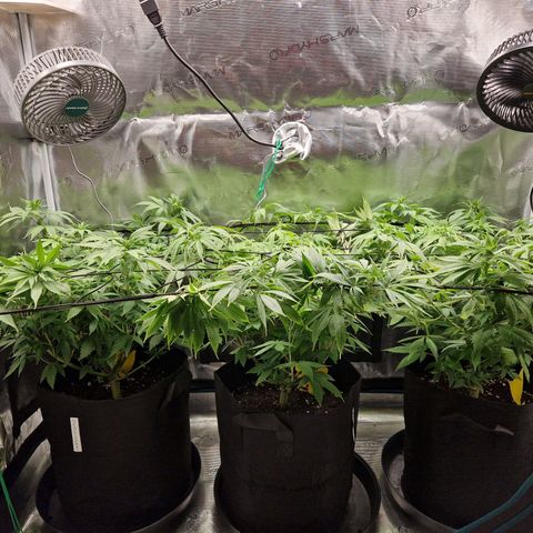 Wedding Gelato growlog timeline photo