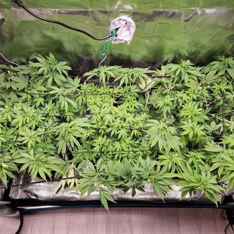 Wedding Gelato growlog timeline photo