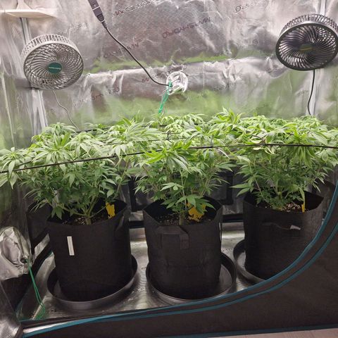 Wedding Gelato growlog timeline photo