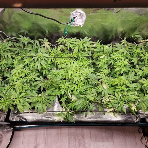 Wedding Gelato growlog timeline photo