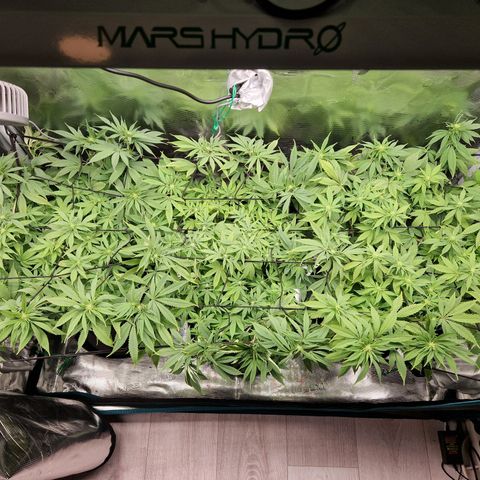 Wedding Gelato growlog timeline photo